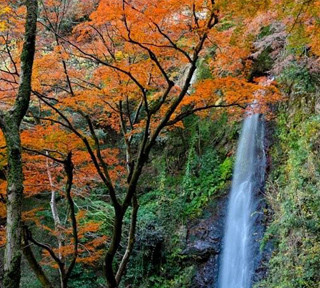 心にしみる深秋の紅葉！養老の滝もみじ祭りと血染めのもみじと称されるほど深紅に染まる金剛輪寺